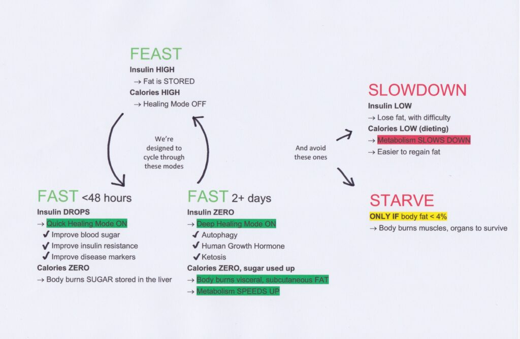 Diagram of different modes the body goes into with relation to food intake and fasting